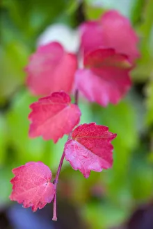 Boston ivy, Parthenocissus tricuspidata, close-up detail of red leaves isolated in Boston ivy, Parthenocissus tricuspidata, close-up detail of red leaves isolated in