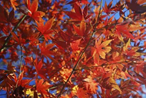 Branches and leaves of Japanese Acer Maple Tree Branches and leaves of Japanese Acer Maple Tree