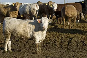 Canada, Alberta beef cattle in feedlot