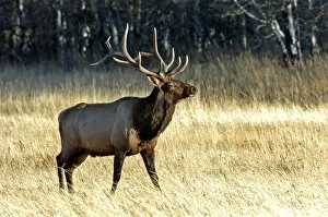 Canada, Alberta, Waterton Bull Elk Cervus elaphus during the fall rut at Waterton