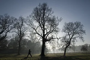 Castle Coole estate on a frosty morning with backlit silhouetted trees Castle Coole estate on a frosty morning with backlit silhouetted trees