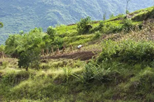 China, Chongqing, Wushan Farmer tilling the soil. This farm on the Daning River will China, Chongqing, Wushan Farmer tilling the soil. This farm on the Daning River will