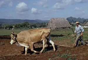 CUBA, Agriculture Peasant farmer ploughing with Oxen cattle in field near thatched