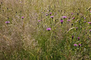 England, East Sussex, Rotherfield, wild flower meadow of grasses and clovers England, East Sussex, Rotherfield, wild flower meadow of grasses and clovers