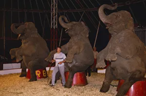 ENGLAND Elephant trainer inside circus tent with three performing elephants ENGLAND Elephant trainer inside circus tent with three performing elephants
