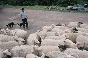 ENGLAND, Herefordshire Farmer moving sheep with pair of border collies ENGLAND, Herefordshire Farmer moving sheep with pair of border collies