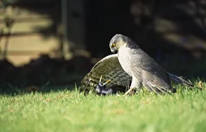 England, West Sussex, Angmering, Sparrowhawk Accipiter nisus, Male bird of prey on ground with caught starling England, West Sussex, Angmering, Sparrowhawk Accipiter nisus, Male bird of prey on ground with caught starling