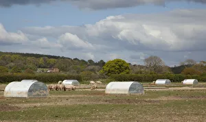 England, West Sussex, Funtington, Free range pig pens England, West Sussex, Funtington, Free range pig pens