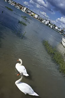 ENGLAND West Sussex Shoreham by Sea A pair of white swans swimming on the river Adur with