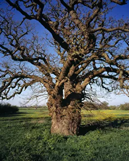 England, Gloucestershire, Trees, English Oak, Quercus robur. Single, ancient tree with twisted branches in exposed area subjected to flooding by the River Severn Eye_Ubiquitous_20104975