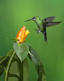 A female Green-crowned Brilliant Hummingbird approaches a yellow Costus flower to feed in A female Green-crowned Brilliant Hummingbird approaches a yellow Costus flower to feed in