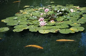 FISH, Koi Carp Ornamental Koi Carp in flowering lilly pond FISH, Koi Carp Ornamental Koi Carp in flowering lilly pond
