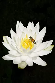 Images Dated 10th November 2009: FL - Water Lily and Honey Bee 4