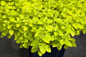 Food, Herbs, Marjoram, Origanum vulgare, detail of culinary oregano leaves Food, Herbs, Marjoram, Origanum vulgare, detail of culinary oregano leaves