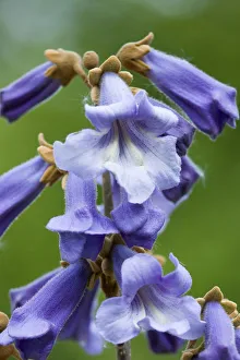 Foxglove tree, Paulownia tomentosa, purple flowers on a panicle on a tree in the spring Foxglove tree, Paulownia tomentosa, purple flowers on a panicle on a tree in the spring