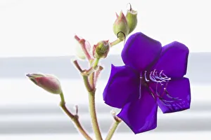Glory bush, Tibouchina urvilleana, purple flower with prominent stamen Glory bush, Tibouchina urvilleana, purple flower with prominent stamen