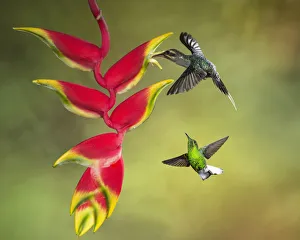 Green Hermit and Coppery-headed Emerald Hummingbirds and Lobster Claw Heliconia in Costa Green Hermit and Coppery-headed Emerald Hummingbirds and Lobster Claw Heliconia in Costa