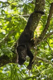 Guatemalan Howler Monkey, Alouatta pigra, hangs by its tail Guatemalan Howler Monkey, Alouatta pigra, hangs by its tail