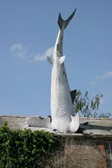 Bill Heines Shark in the roof of a terraced house in Headington Bill Heines Shark in the roof of a terraced house in Headington