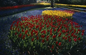HOLLAND, South, Lisse Keukenhof Gardens. Multicoloured display of tulips in early HOLLAND, South, Lisse Keukenhof Gardens. Multicoloured display of tulips in early
