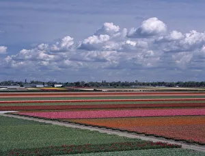 HOLLAND, South, Lisse Tulip fields outside the Keukenhof Gardens viewed from the top HOLLAND, South, Lisse Tulip fields outside the Keukenhof Gardens viewed from the top