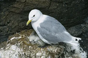 Iceland, Arnastapi, Kittiwake Rissa tridactyla. Adult on cliff nest with egg and two chicks visible Iceland, Arnastapi, Kittiwake Rissa tridactyla. Adult on cliff nest with egg and two chicks visible