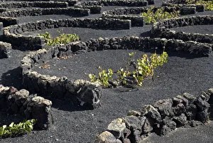 Individual vines planted in shallow depressions and protected by low wall of volcanic stones known as zococs near Individual vines planted in shallow depressions and protected by low wall of volcanic stones known as zococs near