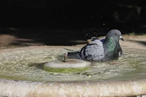 Italy, Lazio, Rome, Celian Hill, Parco Celio, pigeons enjoying a bath