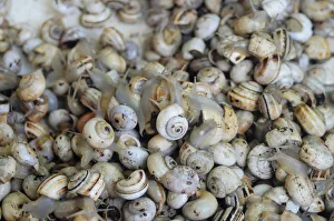 Italy, Veneto, Treviso, fish market, snails for sale Italy, Veneto, Treviso, fish market, snails for sale