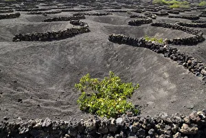 La Geria. Patterns made by shallow craters and semi circular volcanic stone walls known as zocos La Geria. Patterns made by shallow craters and semi circular volcanic stone walls known as zocos
