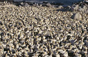 Large colony of Cape Gannets crowded on the beach Large colony of Cape Gannets crowded on the beach
