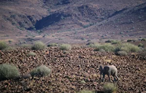 Lone desert Elephant walking through the arid desert landscape Lone desert Elephant walking through the arid desert landscape