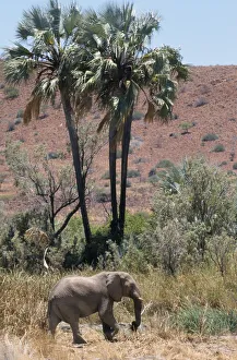 Lone desert Elephant walking past Palmwag Spring palm trees Lone desert Elephant walking past Palmwag Spring palm trees