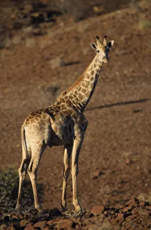 Lone Giraffe standing in the arid desert landscape Lone Giraffe standing in the arid desert landscape