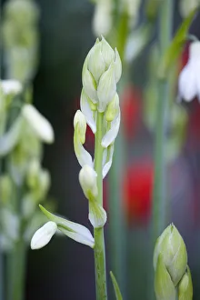lSummer hyacinth, Galtonia candicans, long green upright stems with emerging pendulous lSummer hyacinth, Galtonia candicans, long green upright stems with emerging pendulous