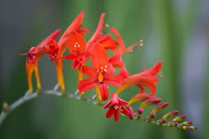 Montbretia, Crocosmia Lucifer, branched spike with emerging showy funnel-shaped red