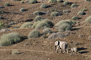 Mother and calf desert Elephants walking through arid desert landscape Mother and calf desert Elephants walking through arid desert landscape