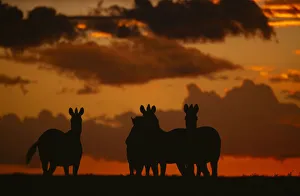 Plains Zebra silhouetted against an orange setting sky Plains Zebra silhouetted against an orange setting sky