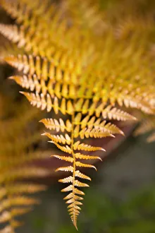 Plant, Autumn Fern, Japanese Shield Fern, Dryopteris erythrosora, bronze coloured new young frond Plant, Autumn Fern, Japanese Shield Fern, Dryopteris erythrosora, bronze coloured new young frond