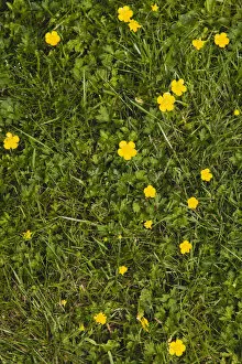 Plant, Flower, Creeping Buttercup, Ranunculus repens, small yellow flowers growing in garden lawn grass