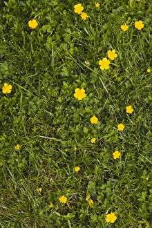 Plant, Flower, Creeping Buttercup, Ranunculus repens, small yellow flowers growing in garden lawn grass Plant, Flower, Creeping Buttercup, Ranunculus repens, small yellow flowers growing in garden lawn grass