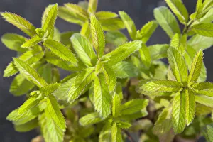 Plant, Herbs, Swiss mint, Mentha spicata, details of culinary green leaves Plant, Herbs, Swiss mint, Mentha spicata, details of culinary green leaves