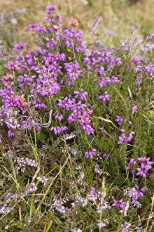 Plants, Flowers, Bell Heather, Erica cinerea, deep pink to purple bell shaped spikes of flowers on stems growing wild