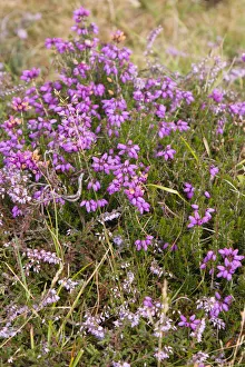 Plants, Flowers, Bell Heather, Erica cinerea, deep pink to purple bell shaped spikes of flowers on stems growing wild Plants, Flowers, Bell Heather, Erica cinerea, deep pink to purple bell shaped spikes of flowers on stems growing wild