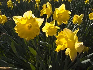 Plants Flowers Daffodils Narcissus Pseudonarcissus Plants Flowers Daffodils Narcissus Pseudonarcissus