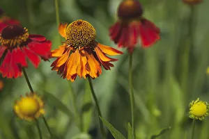 Plants, Flowers, Sneezweed Plants, Flowers, Sneezweed