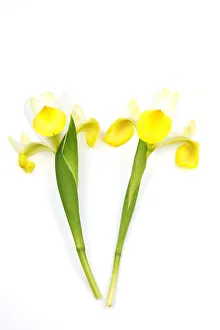 Plants, Flowers, Studio shot of colourful cut Iris stems against white background Plants, Flowers, Studio shot of colourful cut Iris stems against white background