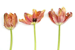 Plants, Flowers, Studio shot of colourful cut Tulip stems against white background Plants, Flowers, Studio shot of colourful cut Tulip stems against white background