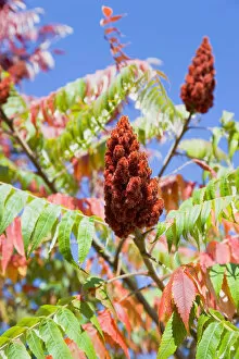 Transport Gallery: Plants, Trees, Staghorn Sumac