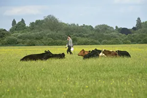 Related Images Gallery: Port Meadow, Oxford